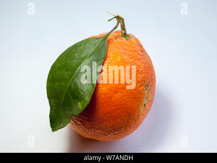 Ein einsames orange Meyer Zitrone mit ihren Samen oder Blatt und Schatten verlassen über einem weißen Hintergrund Stockfoto