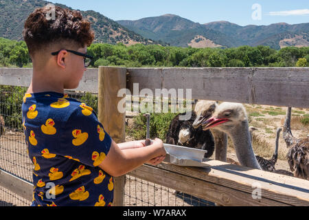 Eine Feder Strauß ist von einem jungen Touristen OstrichLand in Buellton, Kalifornien zugeführt. Stockfoto