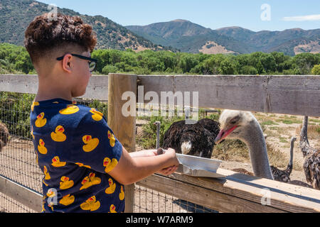 Eine Feder Strauß ist von einem jungen Touristen OstrichLand in Buellton, Kalifornien zugeführt. Stockfoto