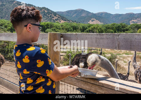 Eine Feder Strauß ist von einem jungen Touristen OstrichLand in Buellton, Kalifornien zugeführt. Stockfoto