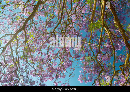 Jacaranda Bäume in voller Blüte im Frühling in Australien Stockfoto