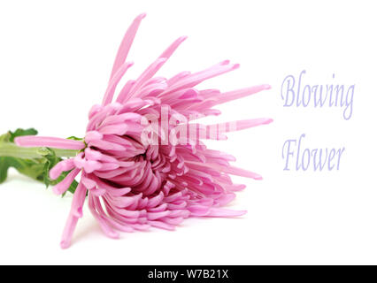 Blasen rosa Aster auf weißem Hintergrund Stockfoto