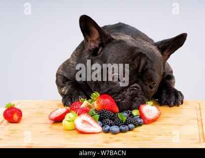 Französische Bulldogge bereit frisches Obst zu essen, Gemüse Stockfoto