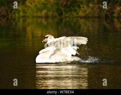 Ein schöner, weißer Schwan huscht und schwimmt in der Abendsonne Stockfoto