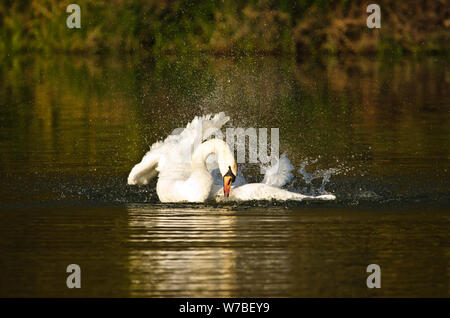 Ein schöner, weißer Schwan huscht und schwimmt in der Abendsonne Stockfoto