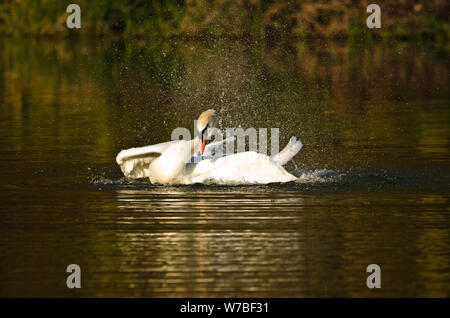 Ein schöner, weißer Schwan huscht und schwimmt in der Abendsonne Stockfoto