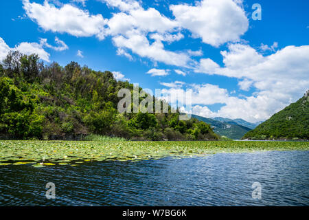 Montenegro, grünen Bäumen bedeckten Inseln von Lily Pads von unzähligen Seerosen Pflanzen im Skutarisee Gewässer Nationalpark Natur Landschaft umgeben Stockfoto