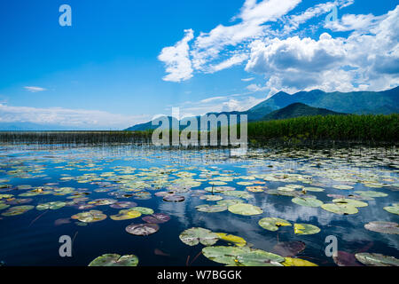 Montenegro, Grün Lily Pads von Seerose Pflanzen, die Wasserfläche von Skadar Lake in der Nähe von Reed von Bergen unter blauem Himmel umgeben Stockfoto