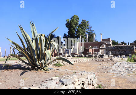 Agave in Ruinen von Saint John's Basilika, Selcuk, Ephesos, Türkei Stockfoto