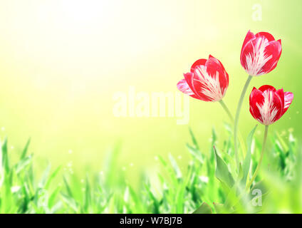 Drei Tulpen von roter Farbe auf abstrakten sonnigen blur Frühling Hintergrund der grünen Farbe. Mock up Vorlage. Kopieren Sie Platz für Text Stockfoto