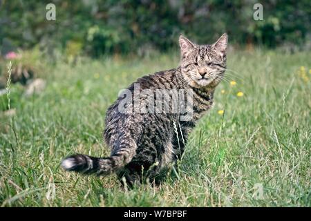 Blind tabby Katze sitzt auf einer Wiese und Sonnenbaden. Stockfoto