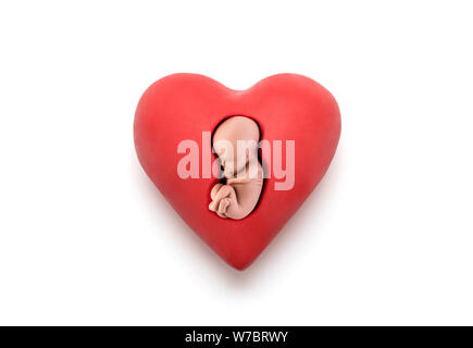 Menschliche Embryo in rotes Herz auf weißem Hintergrund mit Freistellungspfad Stockfoto
