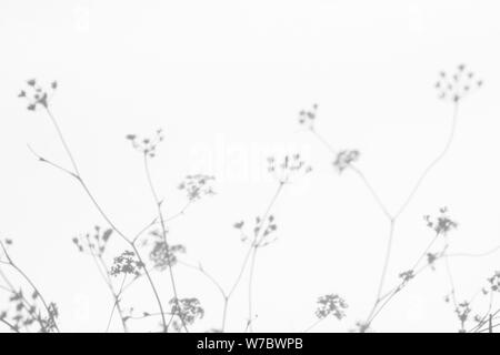 Graue Schatten der Blumen und zarten Gras auf eine weiße Wand. Abstrakten neutralen Charakter Konzept Hintergrund. Platz für Text. Unscharfe, defokussiert. Stockfoto
