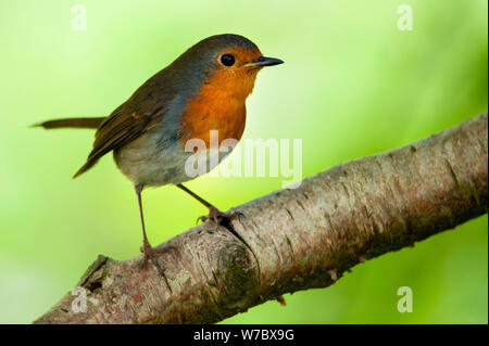 Europäische Robin/Erithacus rubecula in Wäldern in der nähe von Allensford, Northumberland Stockfoto