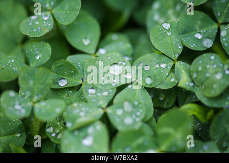 Nahaufnahme der Regen fällt auf drei Blätter Klee während eines regnerischen Tag Stockfoto