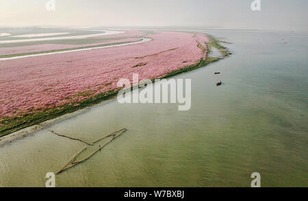 Landschaft der Poyang See von Rosa polygonum in Yugan county umgebene Stadt Shangrao, der ostchinesischen Provinz Jiangxi, 26. Oktober 2017. Stockfoto