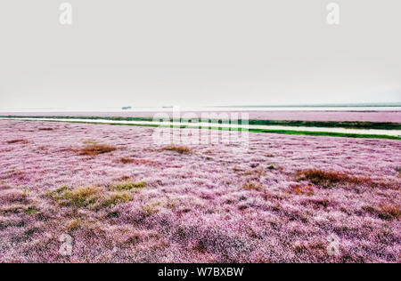 Landschaft der Poyang See von Rosa polygonum in Yugan county umgebene Stadt Shangrao, der ostchinesischen Provinz Jiangxi, 24. Oktober 2017. Stockfoto