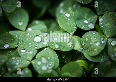 Nahaufnahme der Regen fällt auf drei Blätter Klee während eines regnerischen Tag Stockfoto