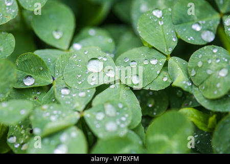 Nahaufnahme der Regen fällt auf drei Blätter Klee während eines regnerischen Tag Stockfoto
