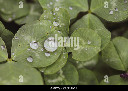 Nahaufnahme der Regen fällt auf drei Blätter Klee während eines regnerischen Tag Stockfoto