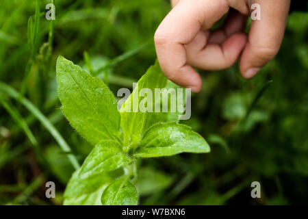 Nahaufnahme der Finger von einem Kind, das versucht eine Brennnessel berühren Stockfoto