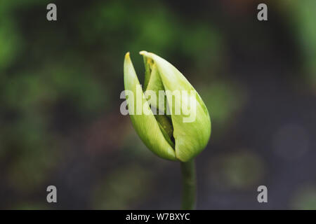 Nahaufnahme der Hand einer Tulpe Blume Knospe Stockfoto