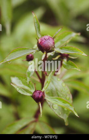 Details mit nassen Pfingstrose Knospen im Garten nach regen Stockfoto