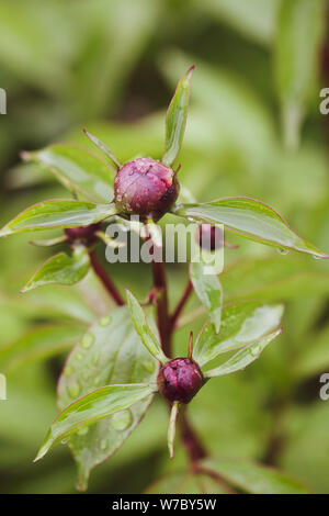 Details mit nassen Pfingstrose Knospen im Garten nach regen Stockfoto