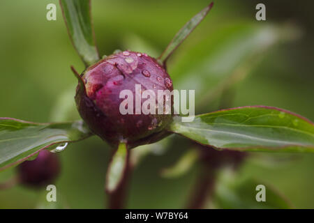 Details mit nassen Pfingstrose Knospen im Garten nach regen Stockfoto