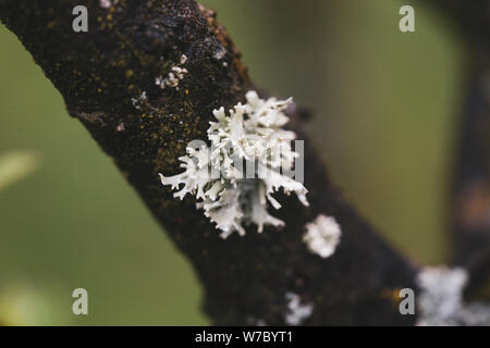 Makrofotografie mit grauen Baum Pilz Stockfoto