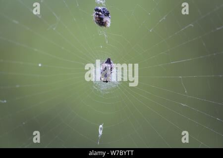 Makrofotografie mit einer kleinen Spinne und Beute im Netz gefangen Stockfoto