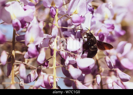 Close-up-Bild mit einer Hummel mit Pollen auf ihn die Bestäubung in einem Glycin sinensis Flower Stockfoto