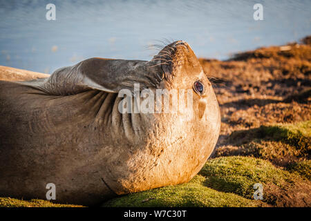 Elephant Seal auf das Gras bei Sonnenuntergang auf sea lion Island, Falkland Inseln, Kratzer auf seinem Kinn, erwecken den Eindruck, dass es das Denken ist oder nachdenklich. Stockfoto