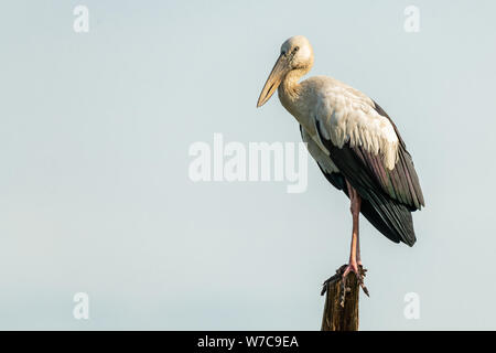 Asian openbill Stork hocken auf einem Baumstumpf in einem Abstand auf der Suche Stockfoto