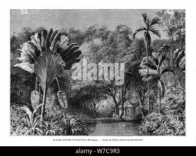 Botanischer Garten, Saint-Pierre, Martinique, 19. Artist: E de Berard Stockfoto