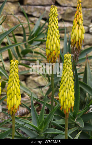 Aloe Vera, Gelb Aloe Stockfoto