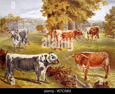 Longhorn Rinder von Sir John Harpur-Crewe, Calke Abbey, 1885 besessen. Artist: Unbekannt Stockfoto