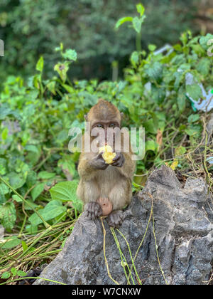 Porträt einer Lustig hungrig macaque mit einem Schluck Banane aussieht mit einer Anfrage im Rahmen. Ein junger cub Affe sitzt auf dem Stein und frisst Bananen Stockfoto