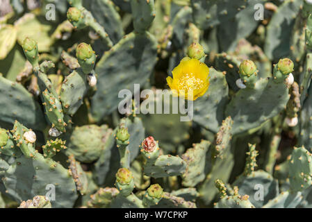 Frühling blühen auf ein feigenkakteen Blühenden essbare Kakteen. Stockfoto