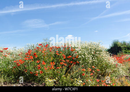 Beautiful growing summer flowers, poppies and chamomile flowers by a blue sky Stockfoto