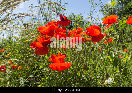 Schönen sonnigen Roter Mohn in einem üppigem Grün Stockfoto