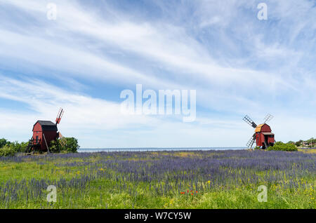 Blossom blueweed durch zwei traditionelle hölzerne Windmühlen auf der schwedischen Insel Oland Stockfoto