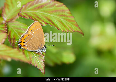 Schwarz-Zipfelfalter (Satyrium Pruni) Schmetterling UK Stockfoto