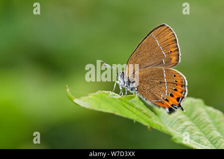 Schwarz-Zipfelfalter (Satyrium Pruni) Schmetterling UK Stockfoto