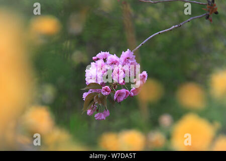 Ein Bündel von rosa Blumen umgeben von Pastell gelb unscharfe Blumen. Stockfoto