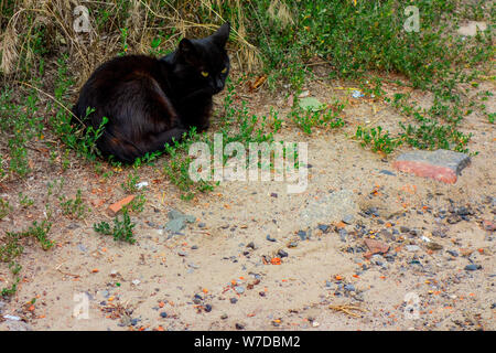 Schwarze Katze sitzt auf einem Boden im grünen Gras in der Nähe einer Straße. Inländische pet oder Heimatlosen Tier zu kümmern Stockfoto