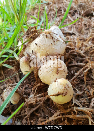 Grün - spored Lepiota Pilze (Chlorophyllum molybdites) Stockfoto