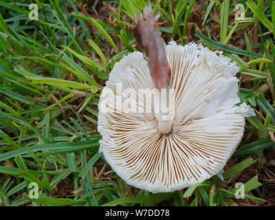 Grün - spored Lepiota Pilze (Chlorophyllum molybdites) Stockfoto