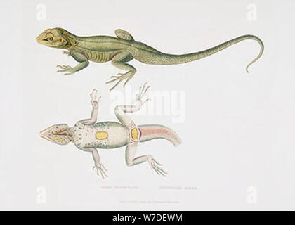 Reptilienarten Abbildung Stockfoto