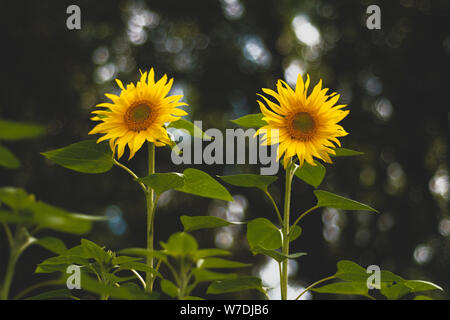 Sonnenblumen mit einem verschwommenen Hintergrund Stockfoto